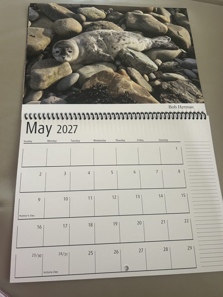 The May page of the 2027 calendar: a young seal resting on beach stones.